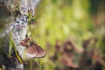 Close-up of butterfly on plant