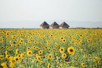 Sunflowers growing on field against clear sky