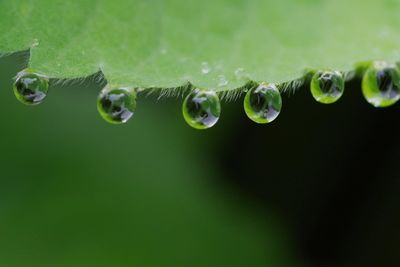 Close-up of water drop on leaf