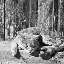 Cat lying in a forest