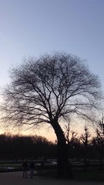 Bare trees on road at sunset