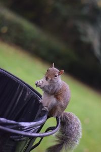 Close-up of squirrel on outdoors