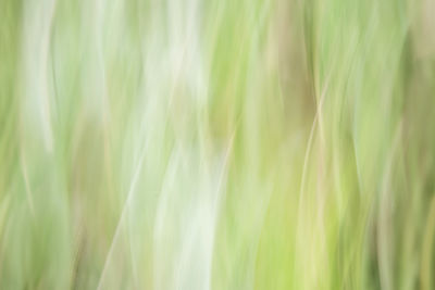 Full frame shot of crop in field