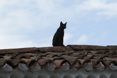 Low angle view of a cat on roof against sky