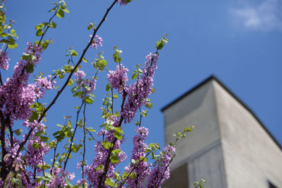 Low angle view of purple flowers against sky