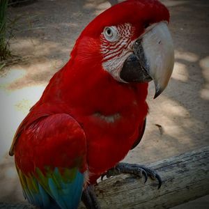 Close-up of parrot perching