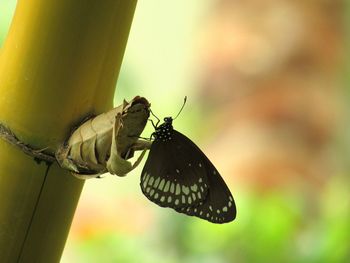 Close-up of butterfly on flower