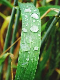 Close-up of water drops on leaf