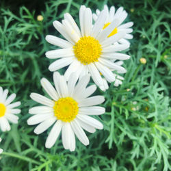 Close-up of white daisy flowers