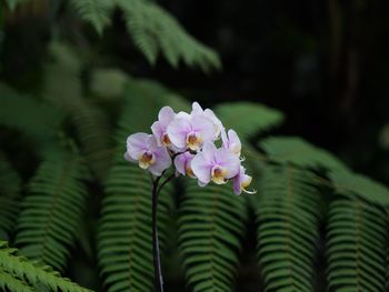 Close-up of pink flowering plant