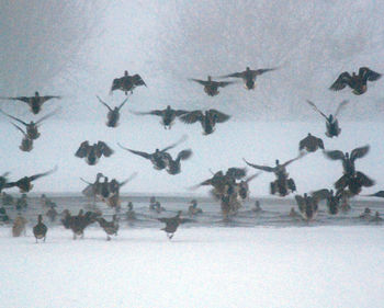 Birds flying in sky