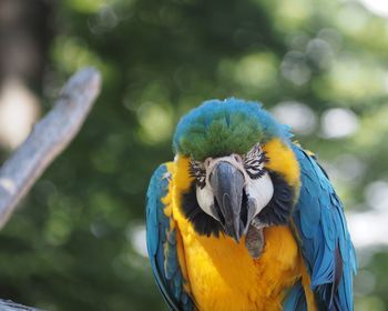 Close-up of blue parrot perching on branch