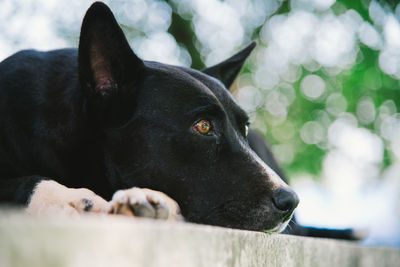 Close-up of dog looking away