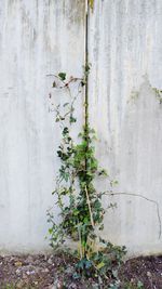 Close-up of ivy on wall