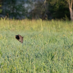 Bird flying over a field