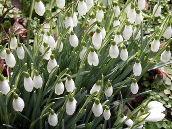 Close-up of plants