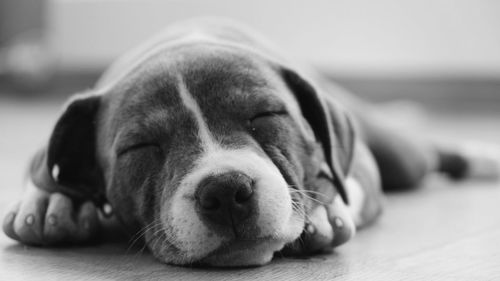 Close-up portrait of dog resting