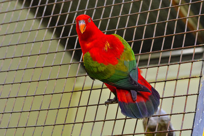 Close-up of parrot perching in cage