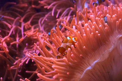 Close-up of clown fishes swimming in sea