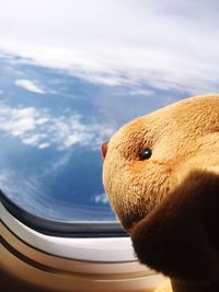 Close-up of horse against sky