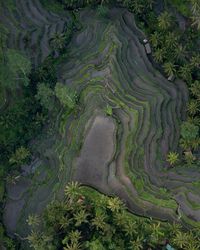 High angle view of rice terraces