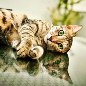 Close-up portrait of a cat