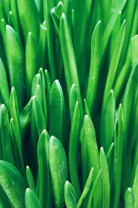 Full frame shot of plant growing on field