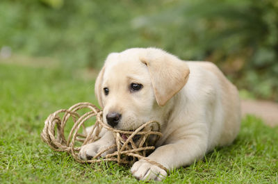 Close-up of puppy with ropes relaxing on grassy field