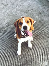 High angle portrait of dog