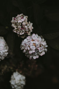 Close-up of pink hydrangea flowers