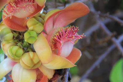 Close-up of flowers and leaves