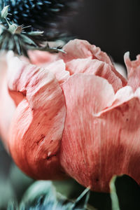 Close-up of pink rose flower