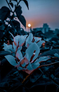 Close-up of flowering plant against sky at dusk