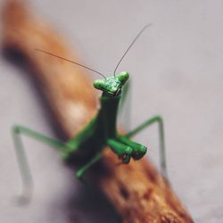 Close-up of grasshopper on leaf