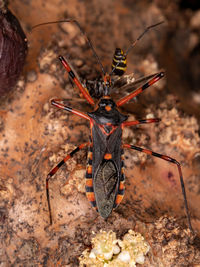 Close-up of insect