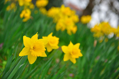 Close-up of yellow flowering plant