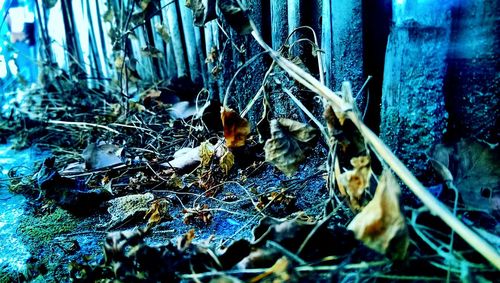 Close-up of snake on grass