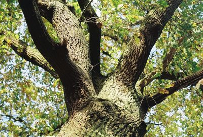 Low angle view of tree in forest