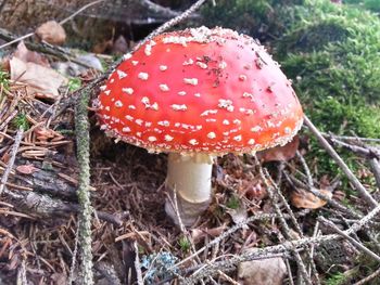 Close-up of mushroom growing in forest