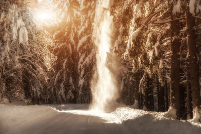 View of waterfall in forest