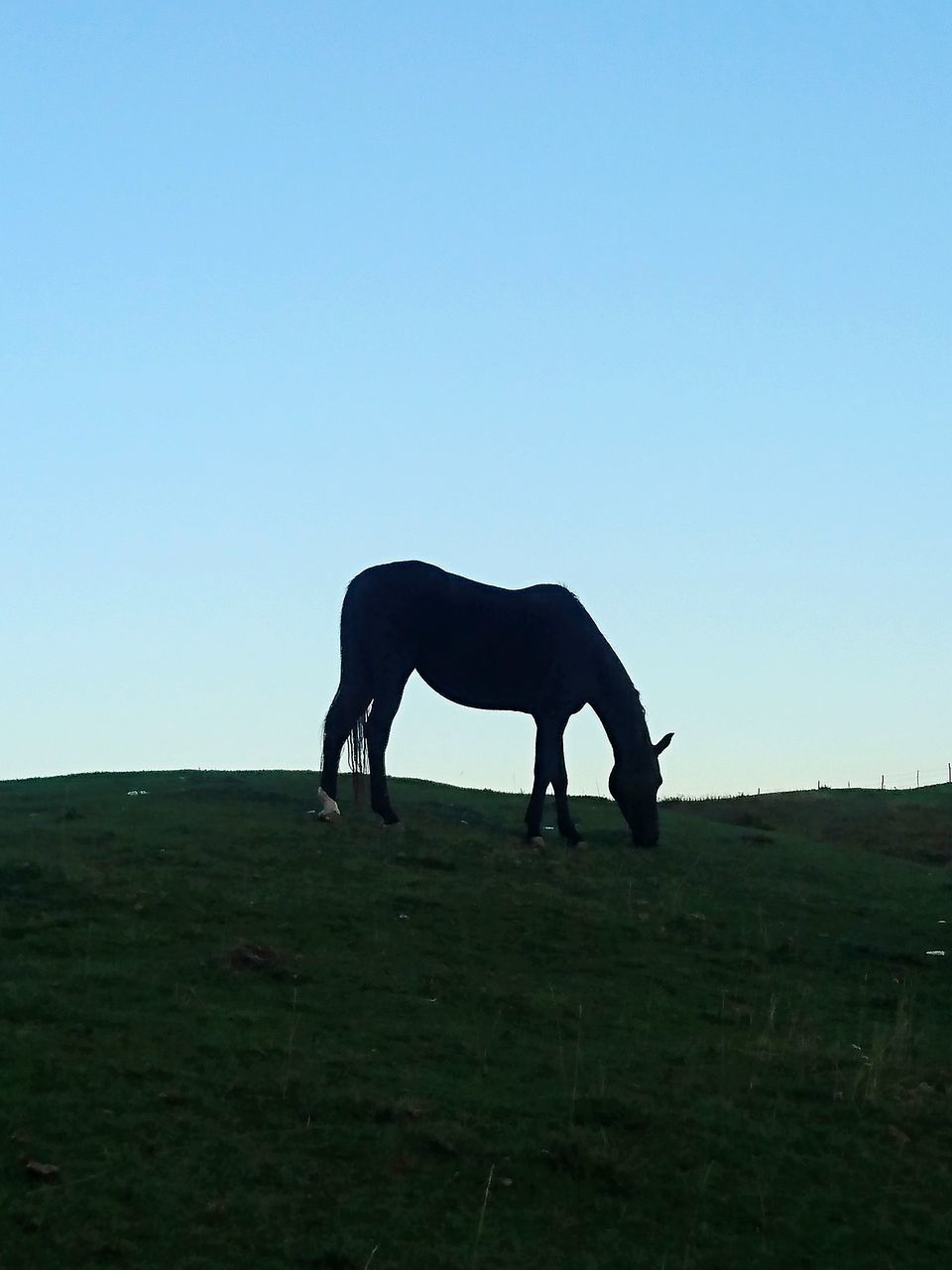 SIDE VIEW OF HORSE ON FIELD