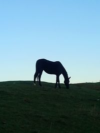 Side view of horse on field against sky