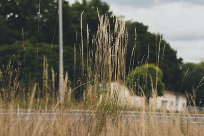 Close-up of plants growing on land