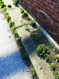 Footpath in park