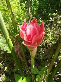 Close-up of pink rose