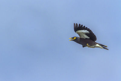 Low angle view of eagle flying against clear blue sky