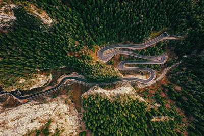 High angle view of road amidst plants