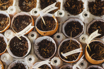 Full frame shot of potted plants