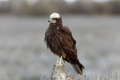 Close-up of bird perching