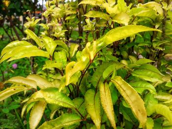 Close-up of green plant